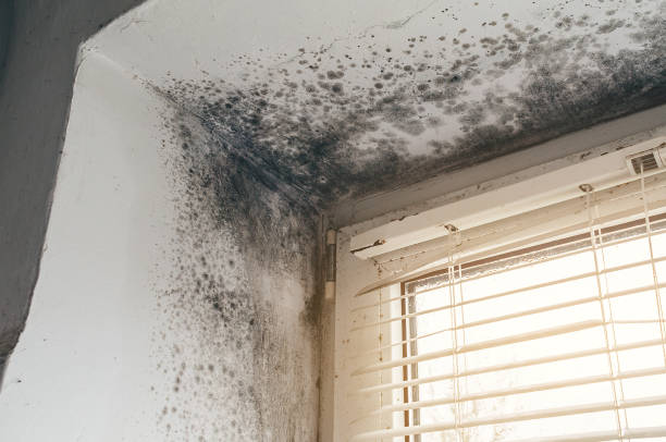 Affordable Black Mold Remediation solutions in Camas, WA